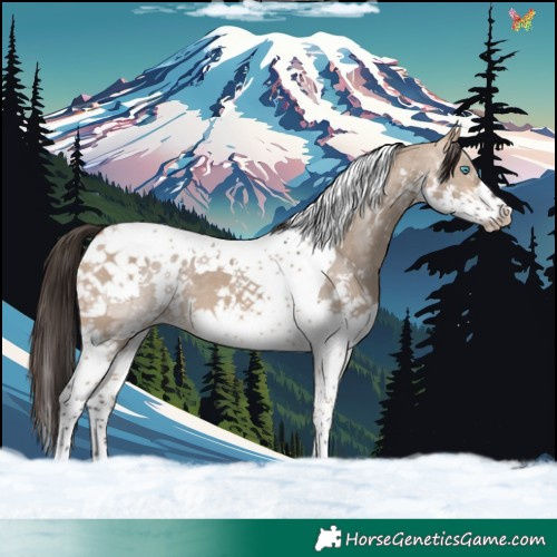 Horse Color:White Spotted Bay Dun Splash Tobiano 