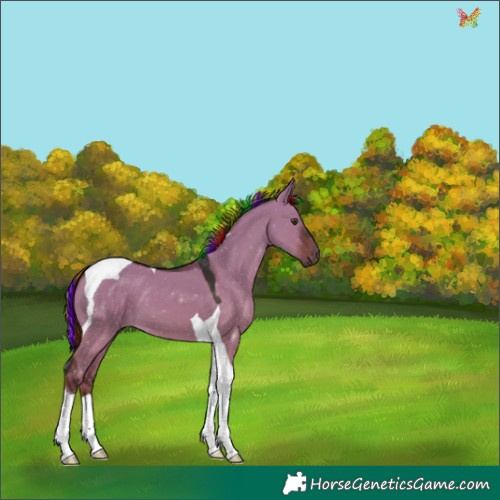 Horse Color:Painted Liver Red Dun Tobiano