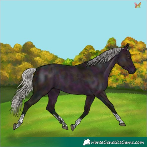 Horse Color:Watercolor Midnight Silver Brown Dun Sabino Tobiano 