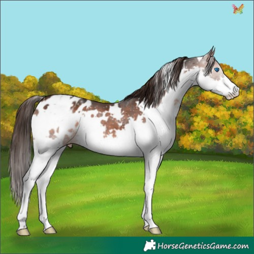 Horse Color:White Spotted Brown Splash Appaloosa