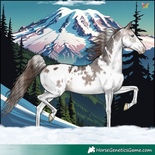Horse Color:White Spotted Brown Splash Appaloosa 