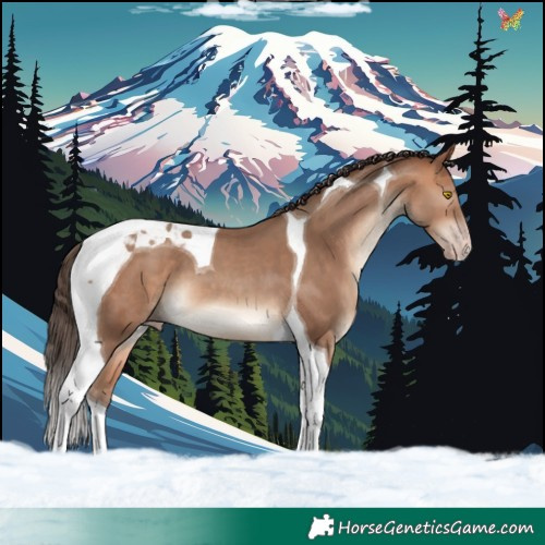 Horse Color:Amber Champagne Tobiano 