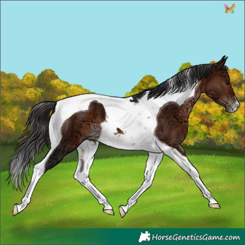 Horse Color:Brown Ice Tobiano 