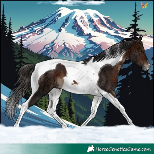 Horse Color:Brown Ice Tobiano 