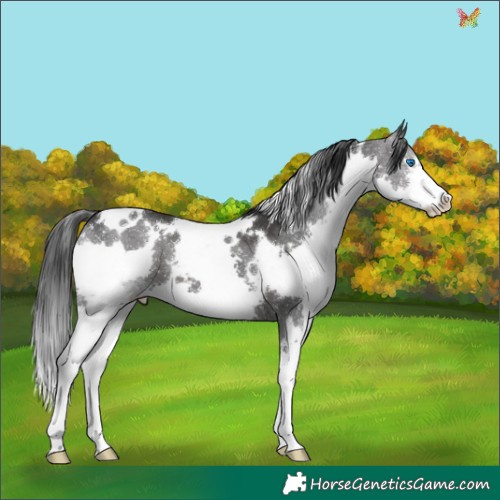 Horse Color:White Spotted Black Splash