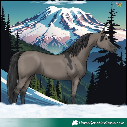 Horse Color:Grullo 