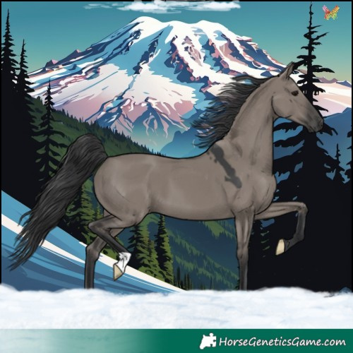 Horse Color:Grullo 