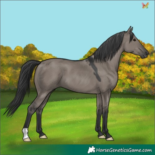 Horse Color:Grullo 