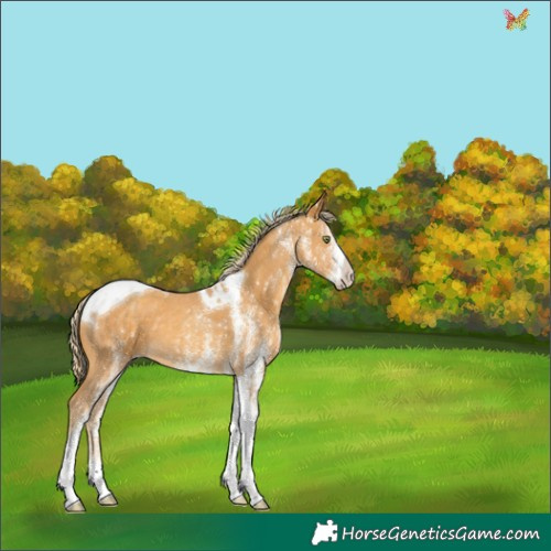 Horse Color:White Spotted Gold Cream Champagne Tobiano