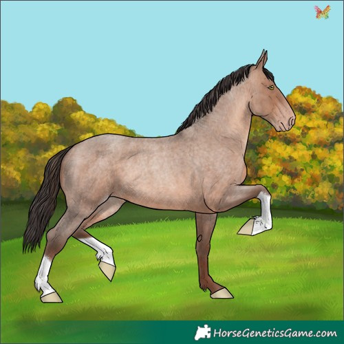 Horse Color:Sable Champagne Roan 