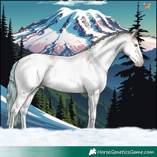 Horse Color:White Spotted Gold Champagne Appaloosa 