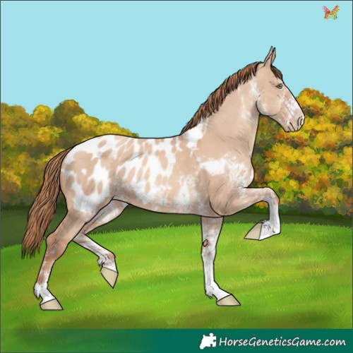 Horse Color:White Spotted Gold Champagne Dun Appaloosa