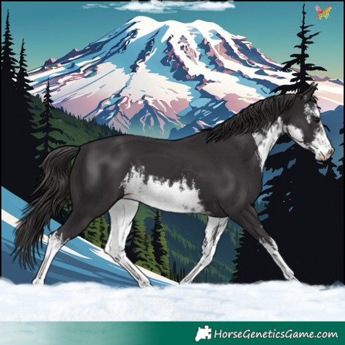 Horse Color:White Spotted Smoky Black 