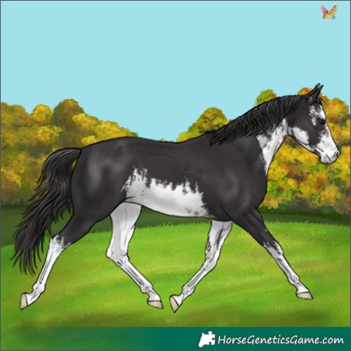 Horse Color:White Spotted Smoky Black 