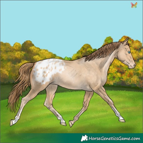 Horse Color:Buckskin Pearl Appaloosa