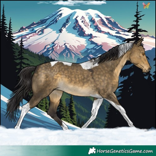 Horse Color:Buckskin Dun Tobiano 
