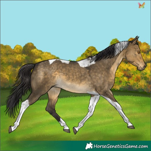 Horse Color:Buckskin Dun Tobiano 