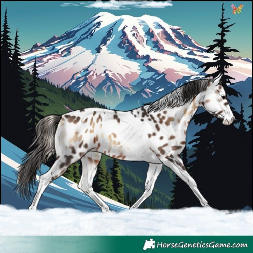 Horse Color:Brown Onyx Tobiano Appaloosa 