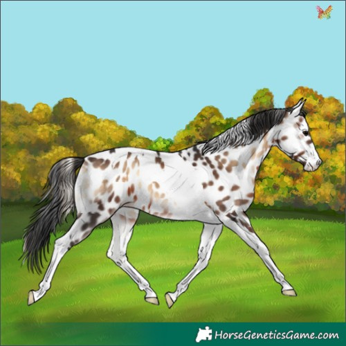 Horse Color:Brown Onyx Tobiano Appaloosa 