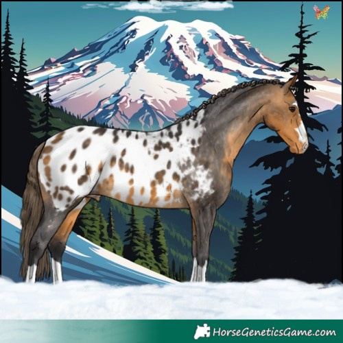 Horse Color:Buckskin Appaloosa 