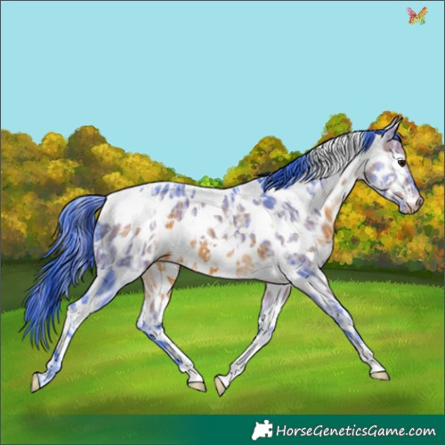 Horse Color:Watercolor White Spotted Brown Ice Appaloosa 