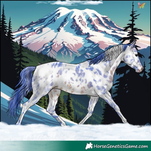 Horse Color:Watercolor White Spotted Brown Ice Appaloosa 
