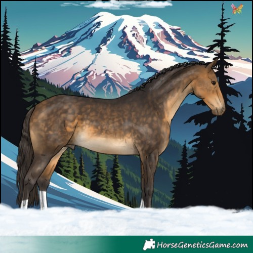 Horse Color:Buckskin 