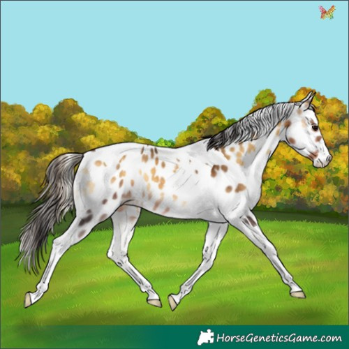Horse Color:Buckskin Onyx Tobiano Appaloosa 