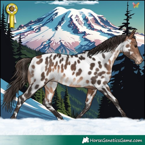 Horse Color:Bay Appaloosa 
