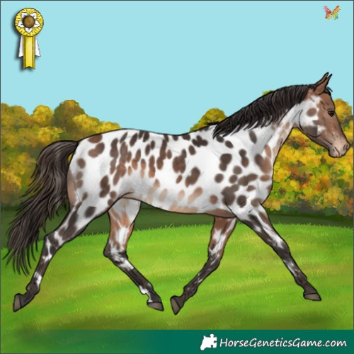 Horse Color:Bay Appaloosa 