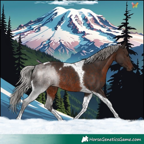 Horse Color:Silver Brown Tobiano Rabicano 