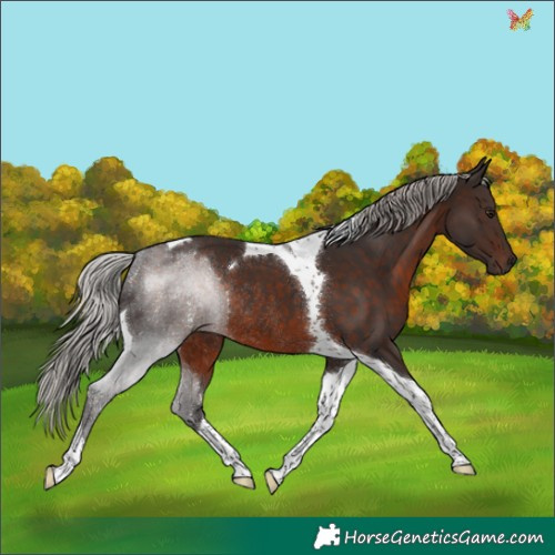 Horse Color:Silver Brown Tobiano Rabicano 