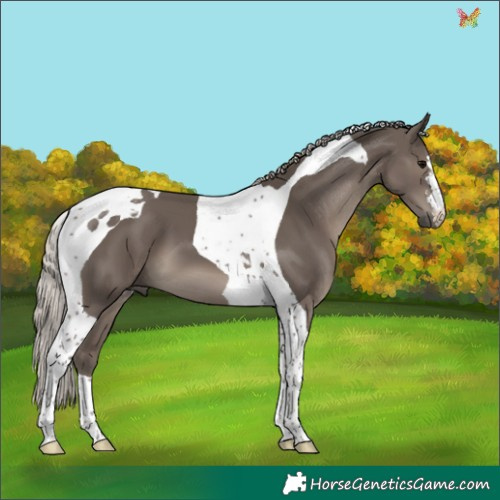 Horse Color:Silver Black Tobiano 
