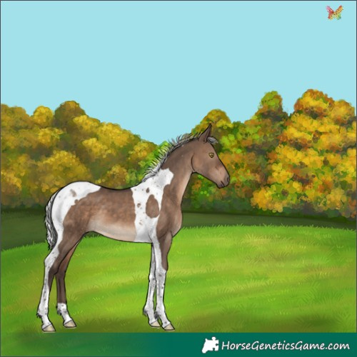 Horse Color:Silver Brown Dun Tobiano 