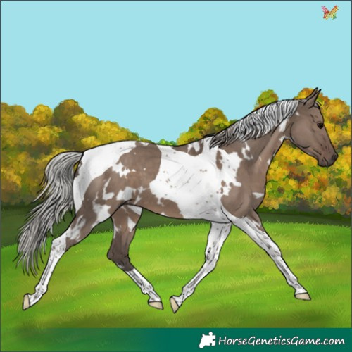 Horse Color:White Spotted Silver Grullo Tobiano