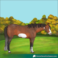 Horse Color:Bay Sabino Frame
