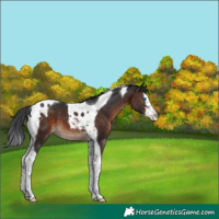 Horse Color:Bay Splash Tobiano 