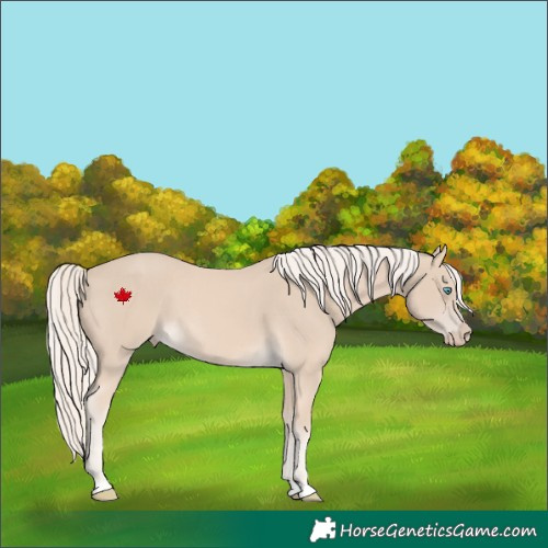 Horse Color:Cremello 