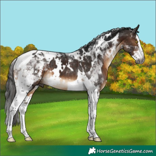 Horse Color:Gray White Spotted Bay Splash Tobiano Rabicano 