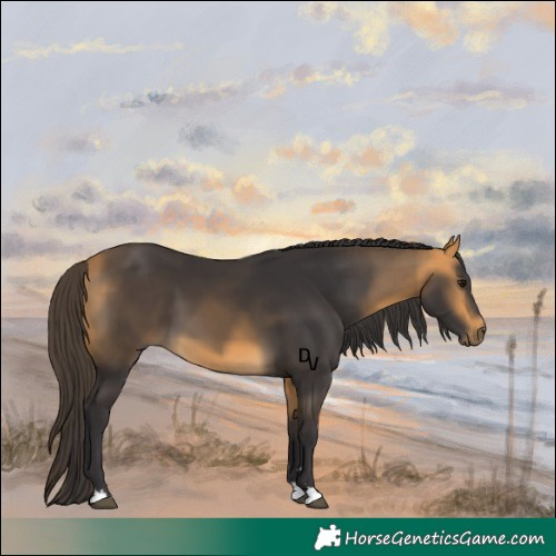 Horse Color:Buckskin 