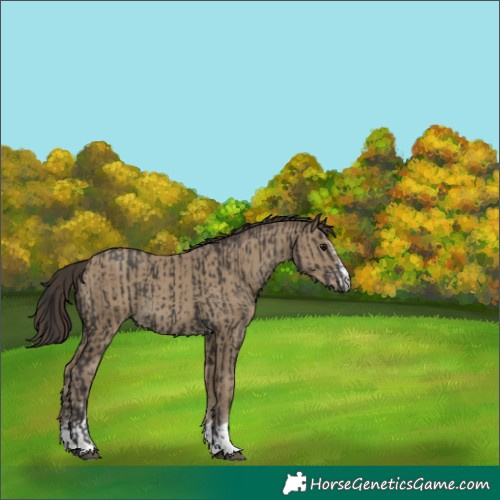 Horse Color:Smoky Black  and Classic Cream Champagne 