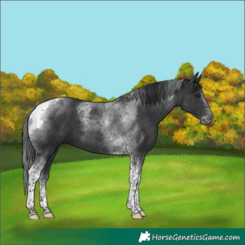 Horse Color:Black Tobiano 
