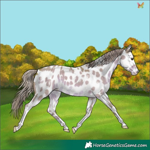Horse Color:Watercolor White Spotted Liver Red Dun Tobiano Appaloosa Rabicano 