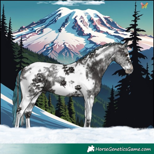 Horse Color:Painted Liver Chestnut Ice Tobiano Frame 