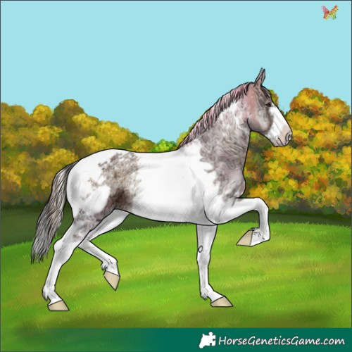 Horse Color:Liver Red Onyx Ice Tobiano Frame 