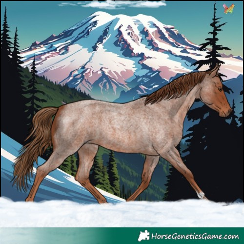 Horse Color:Red Roan 