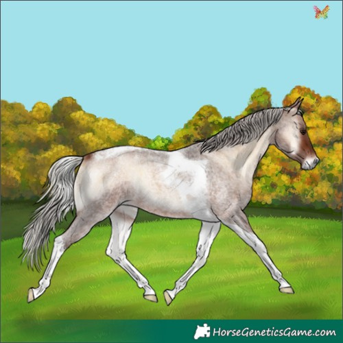 Horse Color:Silver Bay Roan Onyx Tobiano 