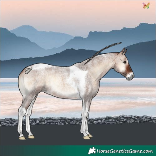 Horse Color:Silver Bay Roan Onyx Tobiano 
