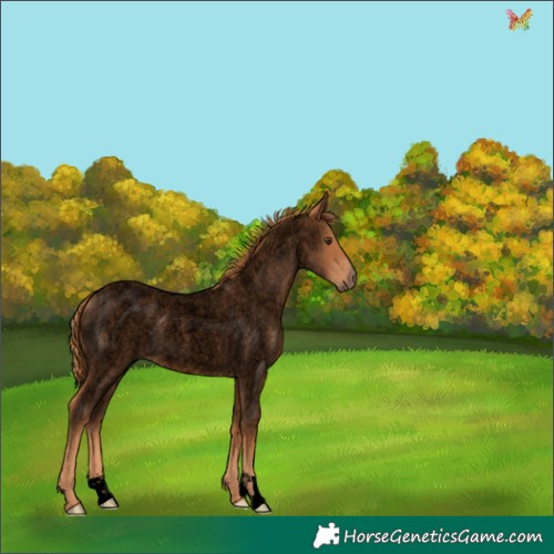 Horse Color:Void Red Roan 