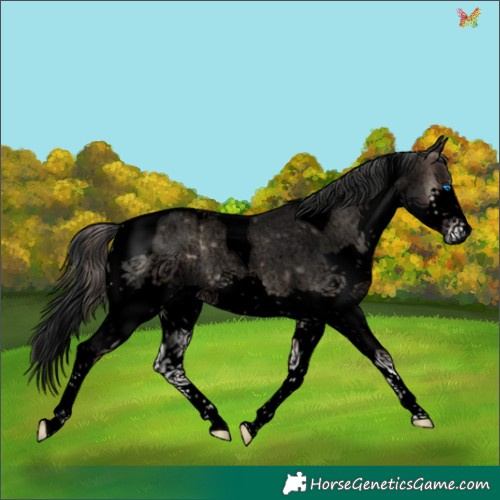 Horse Color:Void Blue Onyx Roan Splash Tobiano